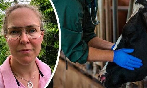 Veterinäroro i Varberg – tvingas stänga jouren