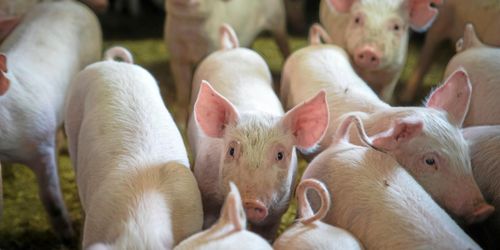 Genetikjättens monopol är brutet