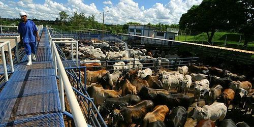 Växande motstånd mot Mercosur