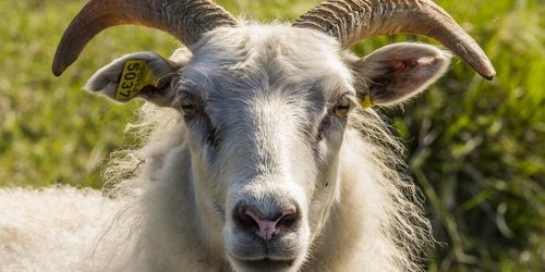 Jordbruksverket: Finns ingen generell dispens