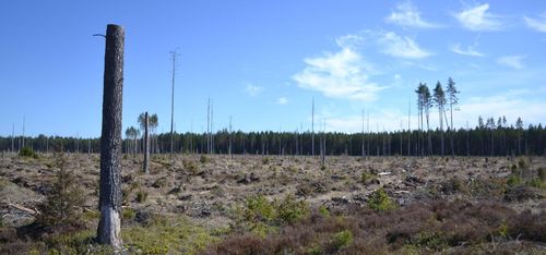 Missnöje med FSC får Greenpeace att lämna