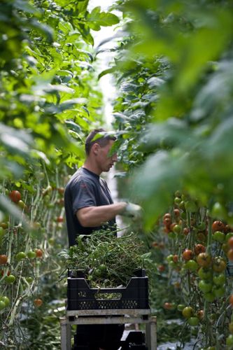 Nytt avtal hotar svensk växthusodling