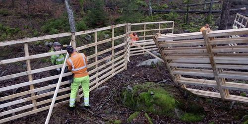 Trästängsel skyddar ekplantering