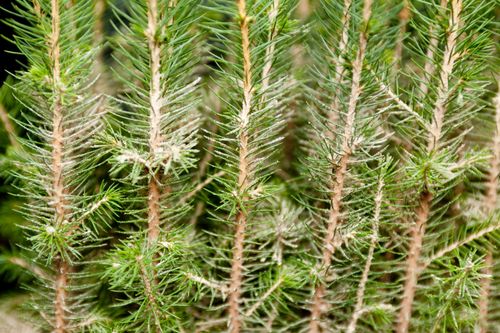 Den svenska skogen föryngras bättre än någonsin efter avverkning.