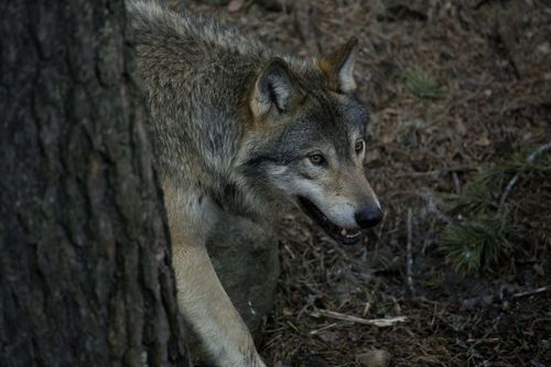 Värmlänningarna vill ha färre vargar än vad som finns i den svenska populationen i dag visar en undersökning. Arkivbild.