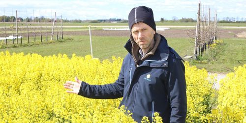 Tillväxtreglering gav ingen effekt på rapsen i år