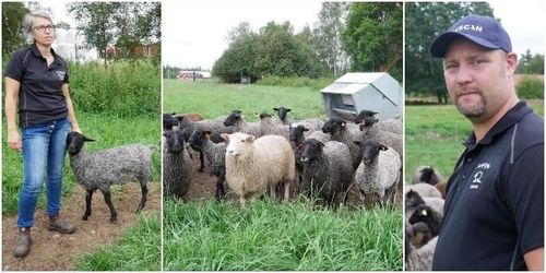 Satsar på lamm – utökar och dubblerar antalet djur