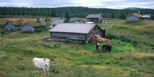 Svensk rovdjurspolitik utrotar våra fäbodar