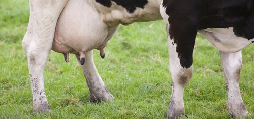 Fettet väger allt tyngre