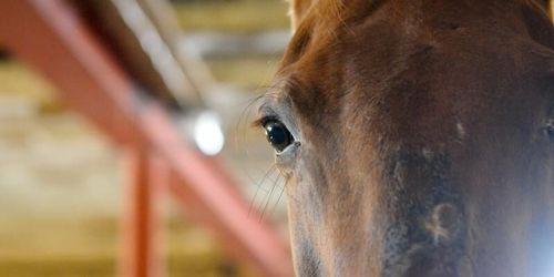 Höll hästar trots djurförbud