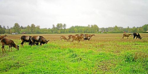 ATL TV: Mufflonfår ett växande problem