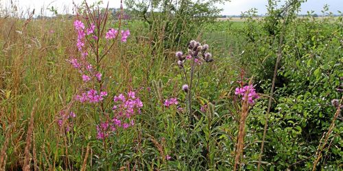 Underkänt för biologiskt mångfaldsarbete i Cap