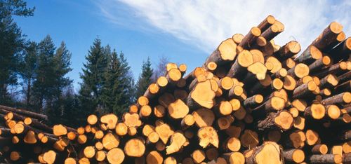 Finsk satsning på nytt massabruk