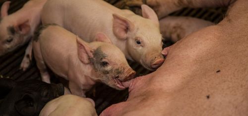Fler smågrisar med ny genetik