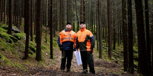 Få ingrepp i skogen en kassako för bröderna