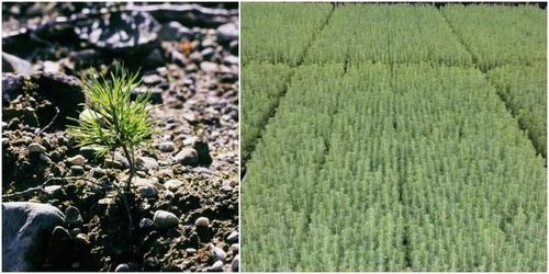 Uppåt för tall – men ned för contorta