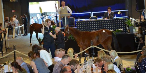 Hästauktion skjuts på framtiden