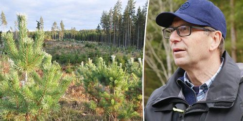 Försäkring eller onödigt dyrt – delad bild om viltbehandling