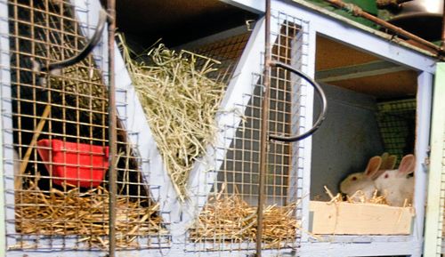 Nytt projekt ska få fart på kanin-näringen