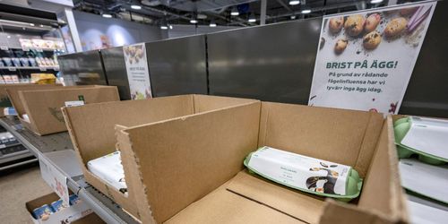 Tomt i hyllorna när var femte värphöna är borta