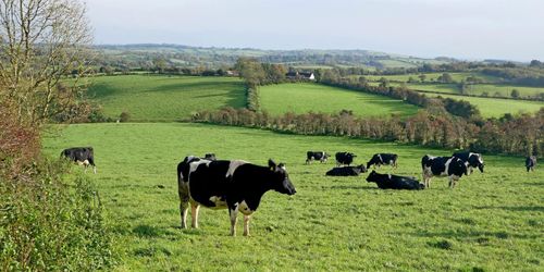 Stort läckage från irländsk mjölkproduktion