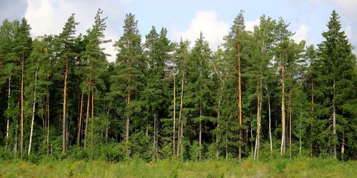 Skogsfond Baltikum växer enligt plan