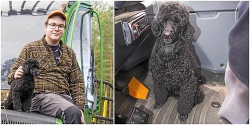 Pongo hjälper husse ratta skogsmaskinen