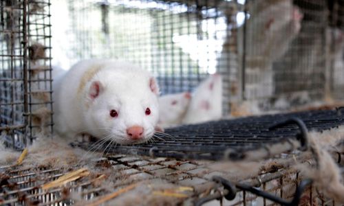 Ministerskifte efter minkkontrovers