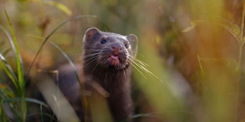 Covidsjuka minkar funna i Polen