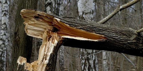 Man död i röjningsarbete efter stormen