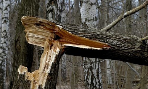 Man död i röjningsarbete efter stormen