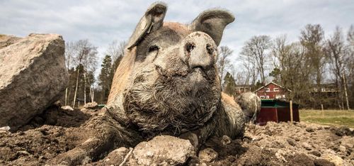 Krav köper gasbedövning av gris