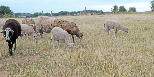 Olofström väntar på hungriga djur