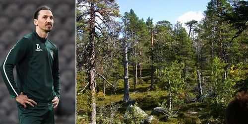 Zlatan Ibrahimovic köper skogsfastighet