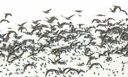 500 spannmålstjuvar får skjutas per år