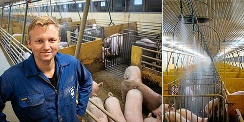 Renare grisstall med spaltbevattning