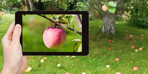 Apple-träd ska göra företaget koldioxidneutralt