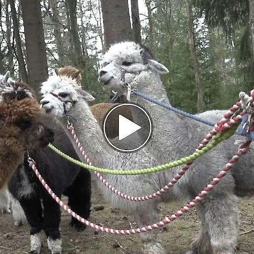 ATL tv: Här får man testa att vandra med alpackor