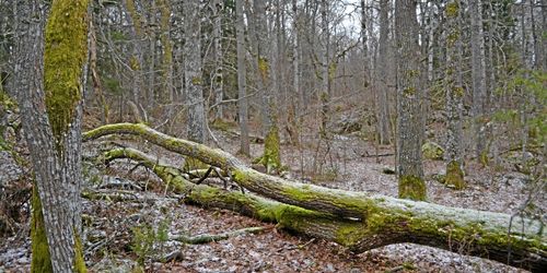 Fortsätter registrera nyckelbiotoper