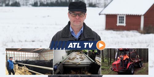 ATL TV: Högt kilopris för japansk köttras