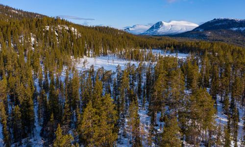 Skogsstyrelsen vill fördubbla sitt anslag