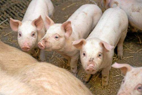 Brexit bekymmer för brittiska grisproducenter