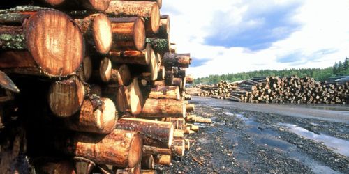 Virkeslagren ökar – största sedan Gudrun 2005