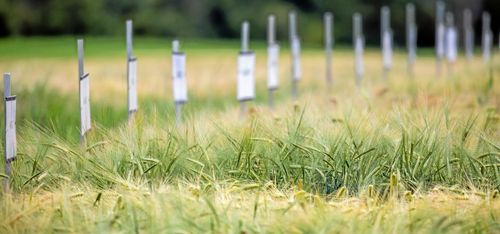 Satsar miljoner på framtida grödor