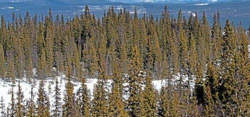 Holmen säljer skog för 100 miljoner