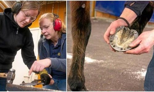 Företagande och form i fokus för nya hovslagare