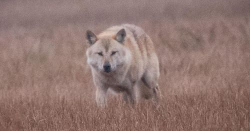 Åtta åtalade för uppfödning av varghybrider