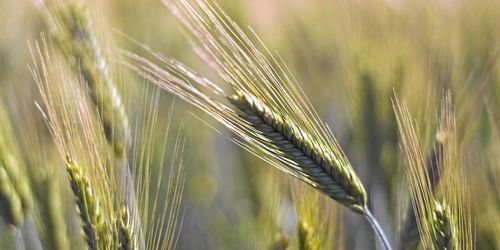 Optisk kvalitetskontroll vid skörd