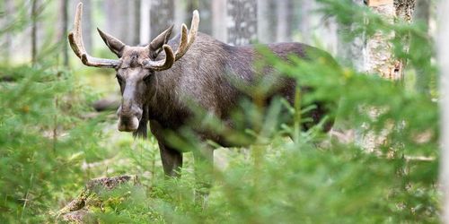 ”En älgförvaltning för framtiden”