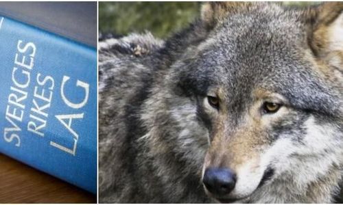 Misstänkt tjänstefel i jakthärvan utreds